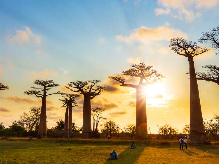 Madagascar : Drama Musikal Madagascar Mampir Ke Jakarta Showbiz